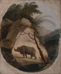 Das Indische Nashorn